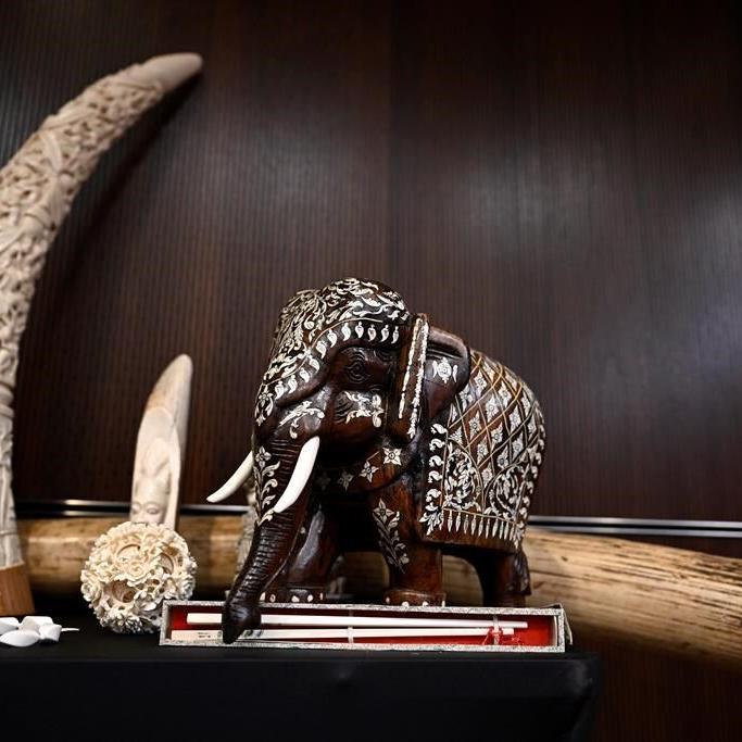 Big game trophy hunters among targets of new ban on importing raw ivory into Canada